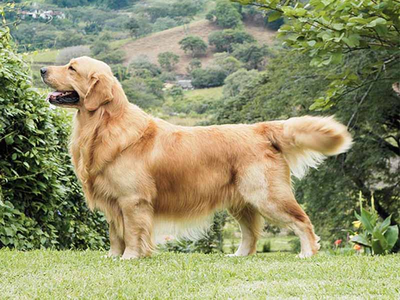 Golden Retriever Breed information | Golden Retriever origin 